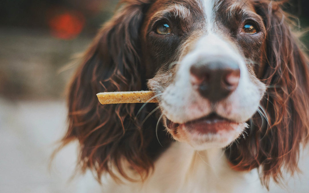 Antiparassitari per cane e gatto: i consigli dello store di Miotto